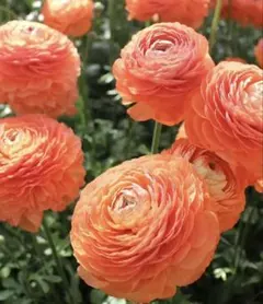 あーる様 リクエスト 2点 まとめ商品