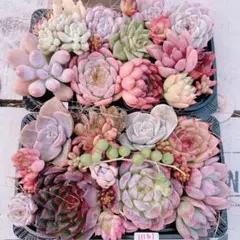 多肉植物 寄せ植えset大きめ大盛り♡11161