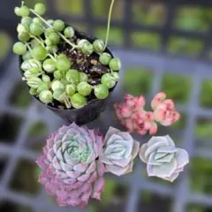 多肉植物　カット苗　斑入りグリーンネックレスも♡寄せ植えに　お一人様でも♡
