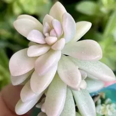 みちゃろ様 リクエスト 2点 まとめ商品