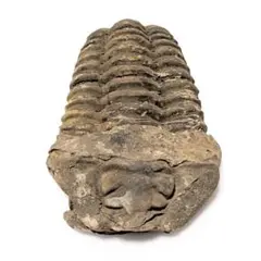 2025年最新】三葉虫 モロッコの人気アイテム - メルカリ