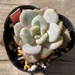 2026年最新】サボテン相談室の人気アイテム - メルカリ