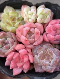 ジ*☆様 現品　新作　多肉植物　エケベリア　小苗　8株　5cm鉢