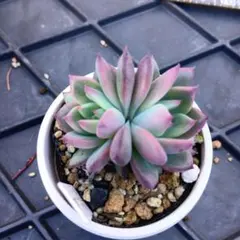 2025年最新】コロラータの人気アイテム - メルカリ