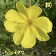 こー様 リクエスト 3点 まとめ商品