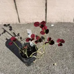 さち様 リクエスト 2点 まとめ商品