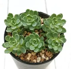 ローズセダム 抜き苗 グリーンローズ カット苗 多肉植物 - メルカリ