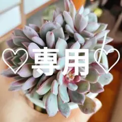 ミロッキー様 リクエスト 2点 まとめ商品