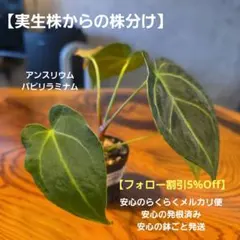 ス*ス様 超レア アンスリウム パピリラミナム ゴールデン - メルカリ