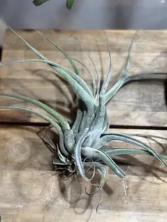 2026年最新】ブロメリア・エアープランツの人気アイテム - メルカリ