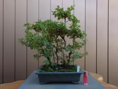 盆栽 皐月(紫水晶) 樹高46cm - メルカリ