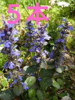 みゆ様 リクエスト 2点 まとめ商品