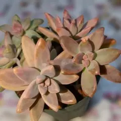 けろみ様 リクエスト 2点 まとめ商品