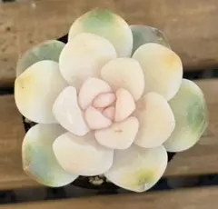 sui.様 リクエスト 3点 まとめ商品