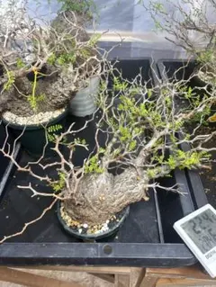 【希少超大株】オリーブ古木 鉢直径40㌢ 盆栽風仕立 塊根 発根済 珍奇植物 希少超大株】オリーブ古木 鉢直径40㌢ 盆栽風仕立 塊根 発根済 珍奇