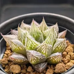 多肉植物 ハオルチア 新氷砂糖錦 鮮明錦 極上斑 - メルカリ