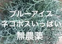 コニファー　ブルーアイス　ネコポスいっぱい　リース　スワッグ　材料　無農薬