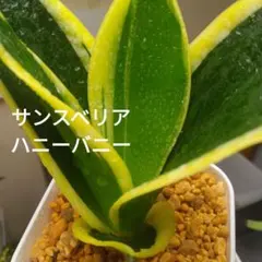 2026年最新】サンスベリアの人気アイテム - メルカリ