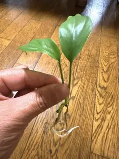 ななな様 リクエスト 2点 まとめ商品