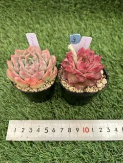 kuna koi様 リクエスト 3点 まとめ商品