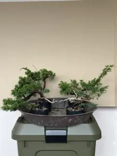 盆栽 岩と土の緑豊かな作品 盆栽 岩と土の緑豊かな作品 - メルカリ