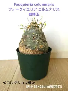 2025年最新】フォークイエリア コルムナリスの人気アイテム - メルカリ