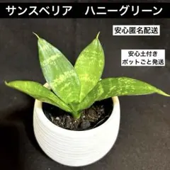 2026年最新】観葉植物 サンスベリアの人気アイテム - メルカリ