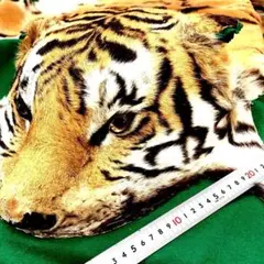 アムール　虎ちゃん　 (BIG ３メートル)／GAKE FUR 日本製❣️のサムネイル