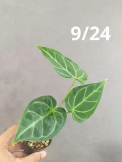 アンスリウム クライン（Klein）美株 新葉あり ベルベット系 観葉植物