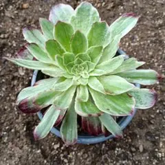 多肉植物。アエオニウム緑のバラ法師錦抜き苗1株 - メルカリ