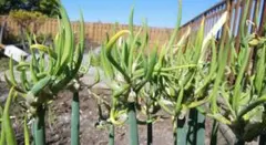 さわ様 リクエスト 2点 まとめ商品