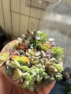 多肉植物　寄せ植え楽しんでくださいねセット