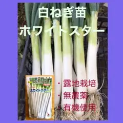 ☆　白ねぎ苗ホワイトスター　30本のサムネイル