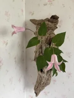 流木 壁掛けフラワーベース ガラス付き