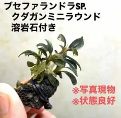 2025年最新】ブセファンドラの人気アイテム - メルカリ