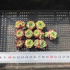 K*I様 Top 多肉植物 10個 2026-0421-MLJP-42 ブラック