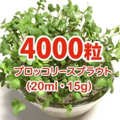 【4000粒】ブロッコリースプラウト 種 タネ　たね　20mlのサムネイル