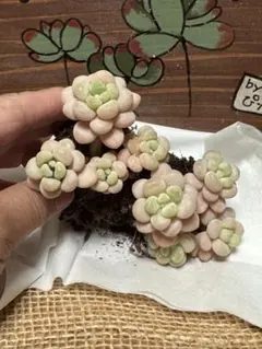 【由紬〜ゆうゆう〜】様 リクエスト 5点 まとめ商品