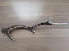 エゾシカ 角 鹿の角 頭蓋骨付き 北海道 一点物 オブジェ ディスプレイ