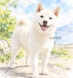 白柴　柴犬　水彩画風