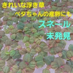♥️メルカリ便 割引情報あり♥️ベタちゃんの産卵にも フィランサスフルイタンスのサムネイル