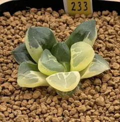 多肉植物 ハオルチア 裏般若錦 糊斑 超美品 透明窓 - メルカリ