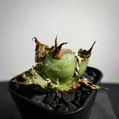 P2559⚠️出品8/2まで【鉢植え発送】アガベ チタノタ 凱撒のサムネイル