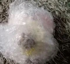 ホロライブ 一番くじ ちょこのっこ 角巻わため