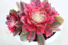アエオニウム 蛍火粉黛花颜カット苗3頭 - メルカリ
