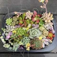 多肉植物　寄せ植えセット　多肉弁当　カット苗　多肉の詰め合わせ　母の日　速達付き