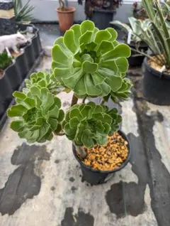 2026年最新】観葉植物 アエオニウムの人気アイテム - メルカリ