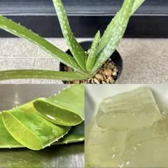 アロエベラ苗１本