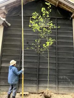 超逸品。美斑紋 山採りコハウチワカエデ3.1M(鉢底から)品番D 超逸品。美斑紋 山採りコハウチワカエデ3.1M(鉢底から)品番D - メルカリ