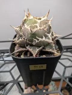 2025年最新】烈焔の人気アイテム - メルカリ